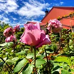 App Milija * Rovinj