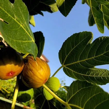 App Milija Apartment