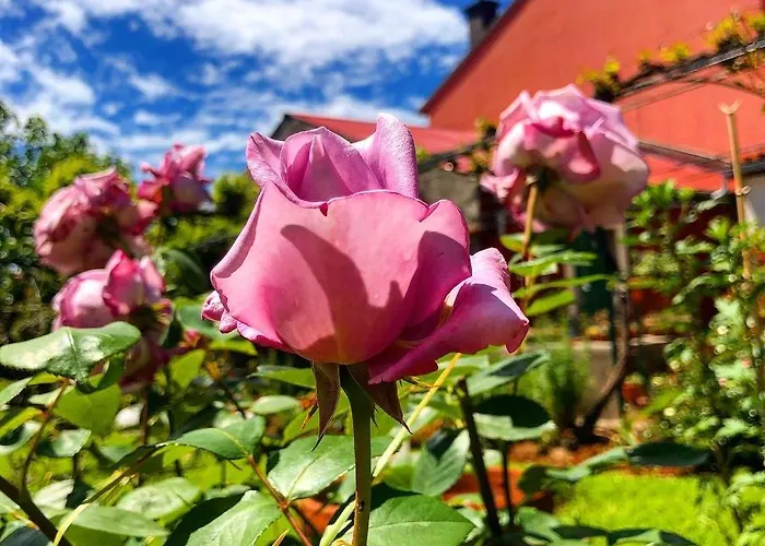 App Milija * Rovigno