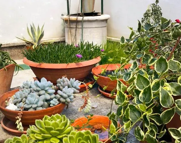 App Milija Ρόβινι