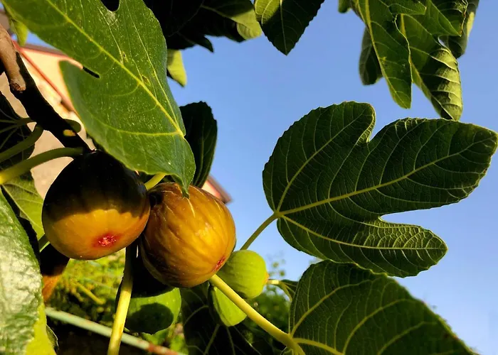 App Milija Apartmán