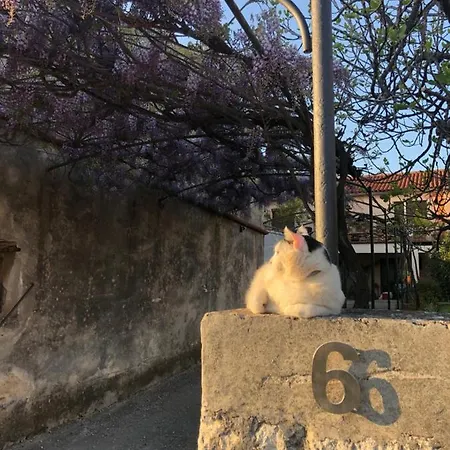 App Milija * Rovinj